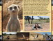 LA FAMILLE SURICATE